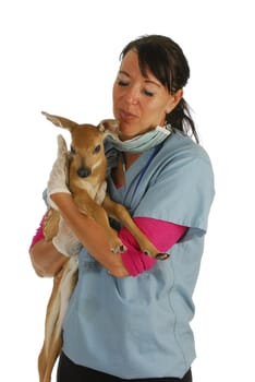 wildlife veterinary care - veterinarian caring for orphaned fawn isolated on white background