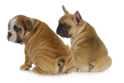 two puppies - english and french bulldog puppies looking over shoulders isolated on white background 8 weeks old