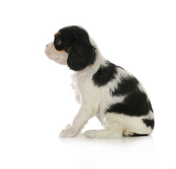 cute puppy - cavalier king charles spaniel puppy sitting looking up isolated on white background