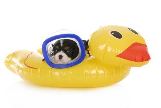 dog swimming - cavalier king charles spaniel wearing mask laying on water floatation device