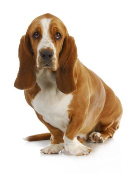 basset hound sitting looking at viewer sitting on white background - 3 years old