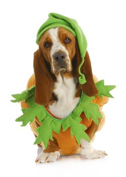 dog dressed up for halloween - basset hound wearing pumpkin costume sitting on white background
