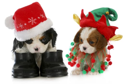 puppy santa and elf - cavalier king charles spaniel puppy dressed up like santa and elf on white background