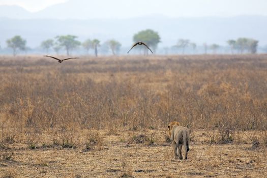 Wild lion in the African Savannah, Tanzania