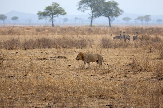 Wild lion in the African Savannah, Tanzania