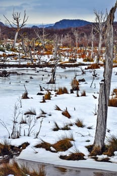 Dead trees and snow in Tierra del Fuego, Argentina.