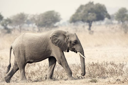 Wild Elephant in the Savannah in Mikumi, Tanzania