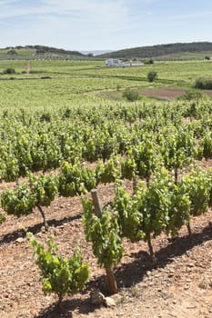 Vineyard in the fruit set season, Borba, Alentejo, Portugal