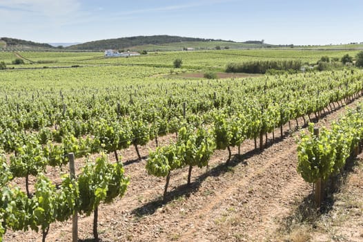 Vineyard in the fruit set season, Borba, Alentejo, Portugal