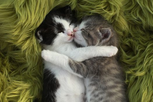 Cute Little Kittens Outdoors in Natural Light