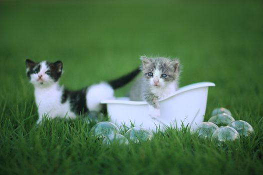 Baby Kittens Outdoors in a Green Meadow of Grass