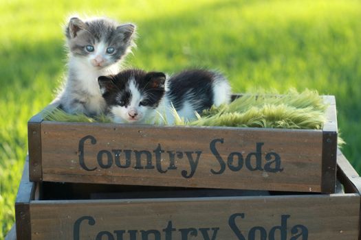 Cute Little Kittens Outdoors in Natural Light