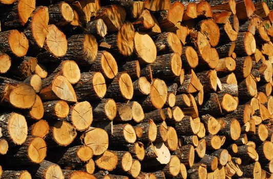 Stacked oak firewood countryside garden closeup as background