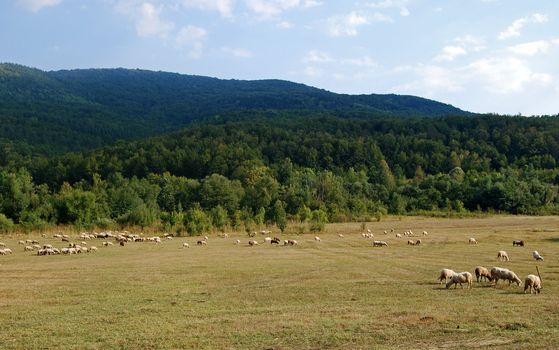 Landscape countryside, meadows,forest,hills,sky,sheep