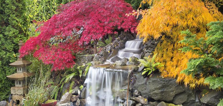 Backyard Waterfall with Japanese Maple Trees in Colorful Fall Season Panorama