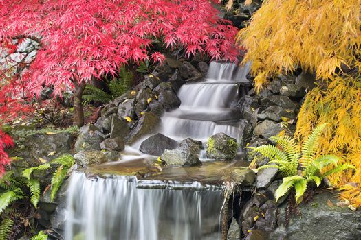 Backyard Waterfall with Japanese Maple Trees in Autumn Season