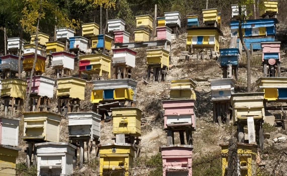 Colored beehives on mountain slope in forest