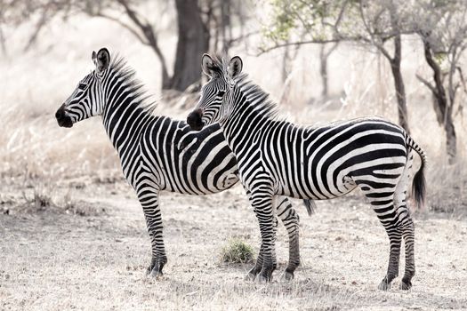 African Zebra standind in the dry savannah, Mikumi, Tanzania