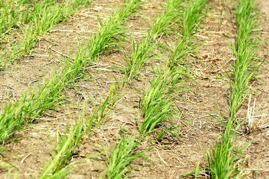 Rows of young wheat on the field in autumn close up