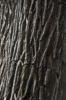 the texture of a tree bark in melbourne botanical garden