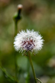 A lone dandelion in the park