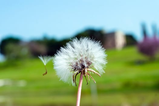 A lone dandelion in the park