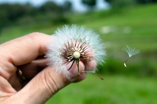 Dandelion in the hand