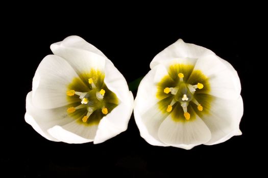 Two flowers on black background. Macro in studio