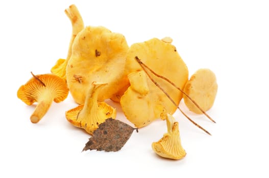 Heap of Raw Chanterelles with Dry Leafs isolated on white background