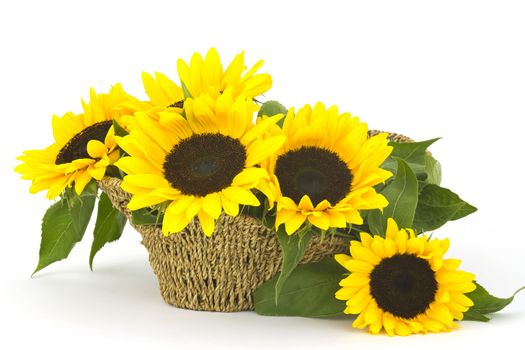 Beautiful sunflower bouquet in a basket (Helianthus)