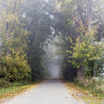 park road with fog in autumn