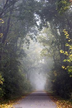 Forest road with fog in autumn 