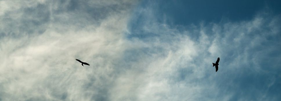 Wedge tail eagle silhouettes soar over blue cloudy sky background