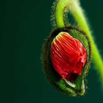 red poppy