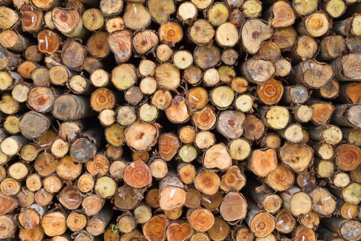 Cross section of pine Logs can use as background