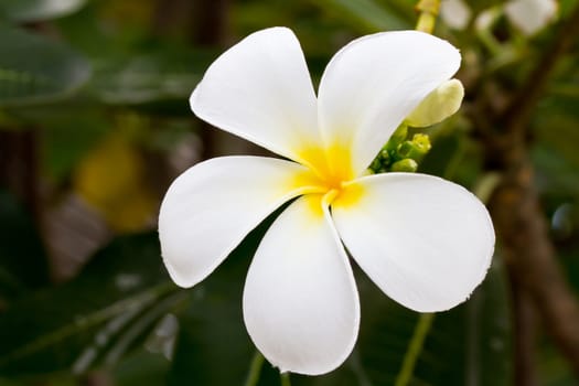 White plumeria flower on tree