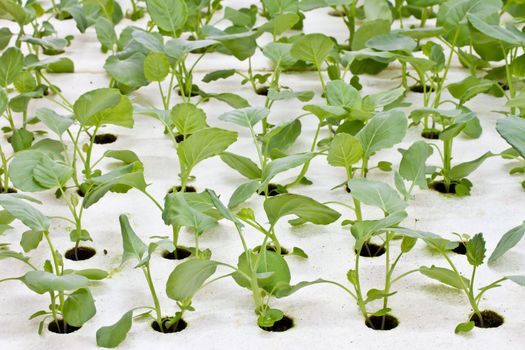 Hydroponics Vegetable, the future nutrition