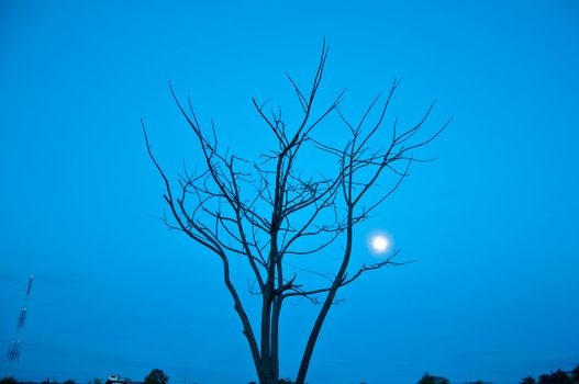 silhouette of died tree  in the morning