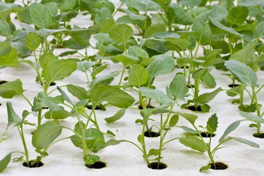 Hydroponics Vegetable, the future nutrition