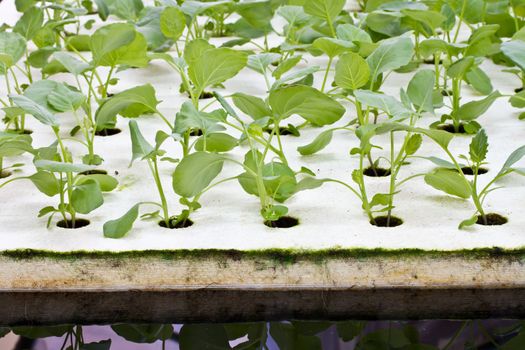 Hydroponics Vegetable, the future nutrition