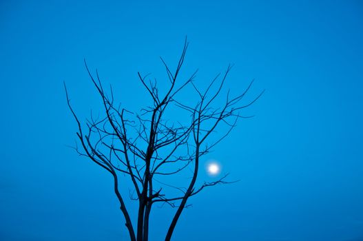 silhouette of died tree  in the morning