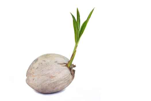 Sprout of coconut tree isolated on white background