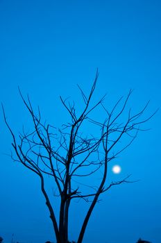 silhouette of died tree  in the morning