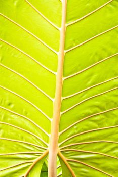 Texture of a green leaf as background