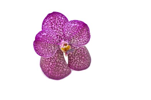 Purple orchid isolated on white background