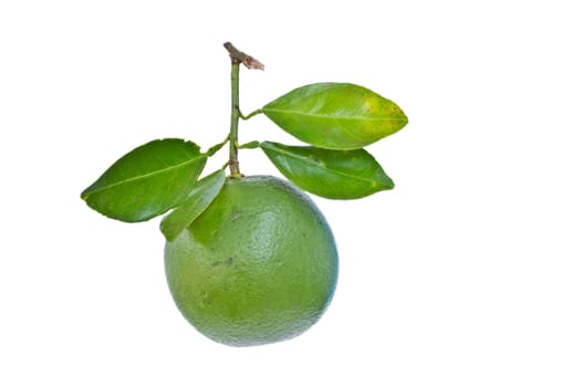 Sweet green orange isolated on white background