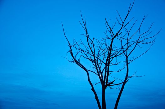 silhouette of died tree  in the morning