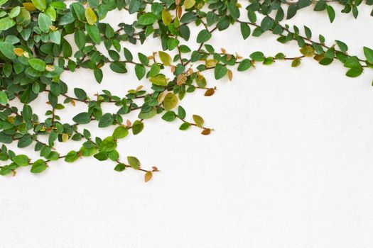 Green creeper plant on white wall can use as background