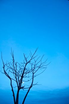 silhouette of died tree  in the morning