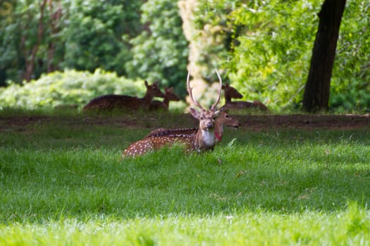 Male Spotted Deer in the farm